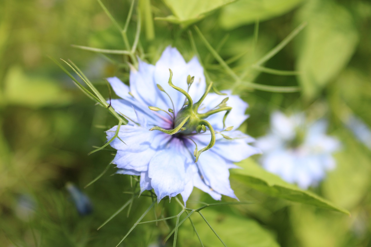 Best Tips for Growing Fennel in Your Garden